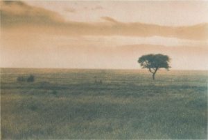 The Lonely tree. Tri color Gum. First coat is Cyano type followed by two coats of Gum Bichromate. ##Cyanotype ## Winsor & Newton Cotman Permanent Rose ## Winsor & Newton Cotman Lemon ? Yellow ##Gumbichromate over Cyanotype. ## Daler Rowney Aquafina wood pulp paper ## Paper size is 11.7x16.5 inches ## Image size is 10x15 inches