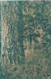 Gum bichromate & Cyano type. Six Negatives 3-RGB, 3 Custom First Layer Cyano type then thin layers of ## Winsor & Newton lemon yellow ## Winsor & Newton Cadmium red ## Winsor & Newton pthalo Green ## Winsor & Newton permanent rose ## Winsor & Newton pthalo blue mix violet ## Winsor & Newton lamp black ## Arches Aquarelle Rough texture