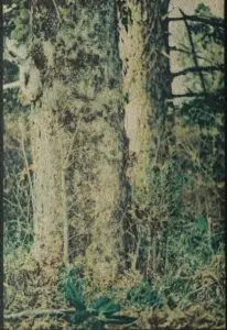 Hollow of the Tree #### A Colour Gum Bichromate #### A Handmade print #### Daniel Smith Artist Watercolour Pigments #### Prussian Blue #### Quinacridone Red #### Hansa Yellow #### Lamp Black #### Arches Aquarelle Rough Texture Watercolour Paper 300gsm